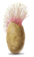The USA Potato